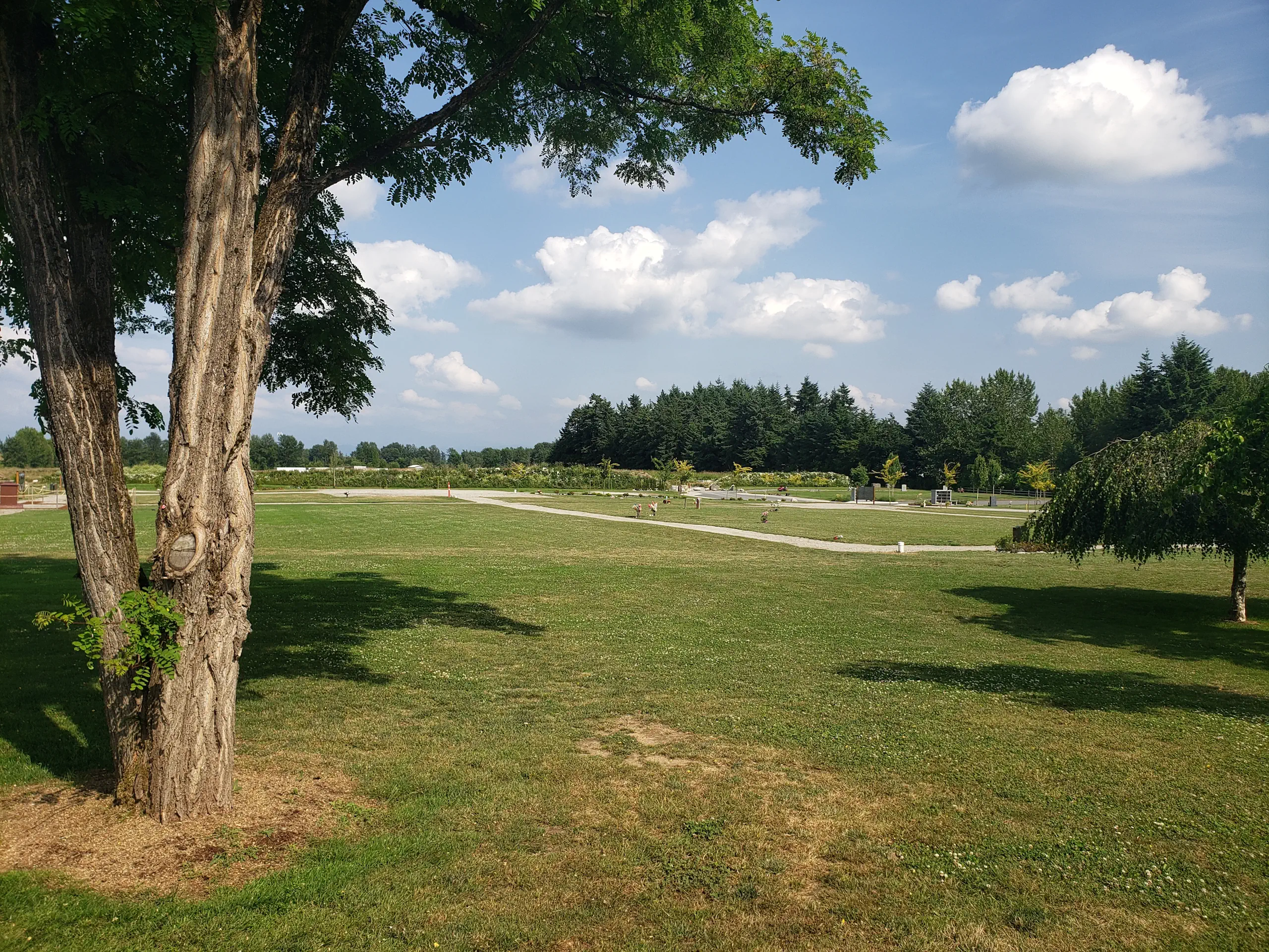 bakerview trees 2
